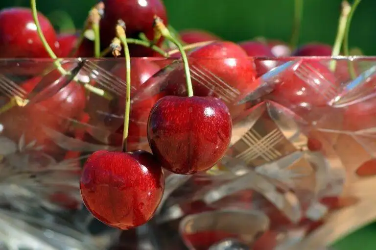 The Impact of Climate Change on Agriculture