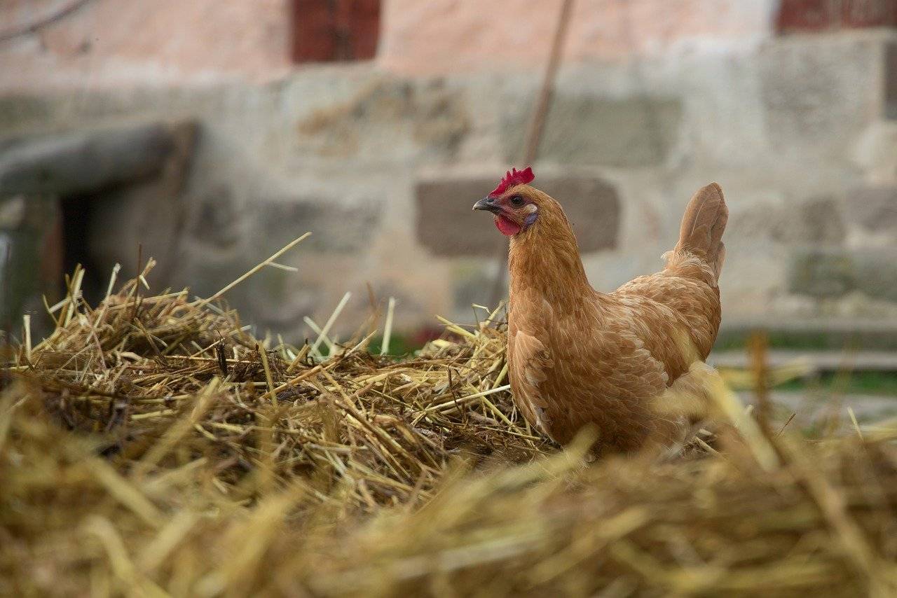 Fashion and Body Modification: How Tattoos and Piercings Influence Style