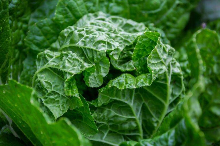 Exploring Regional Cuisine: A Culinary Journey